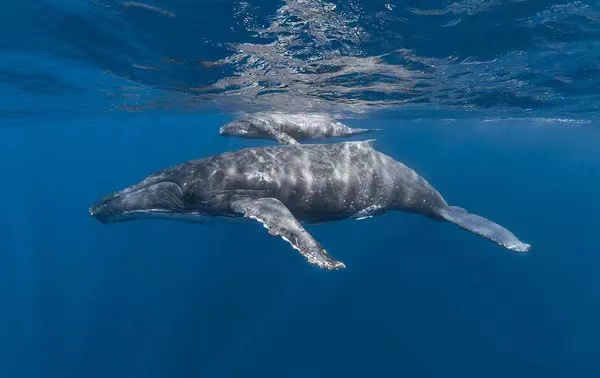 李艺（海南）《母子鲸-Mother Whale and Her Child》.jpg